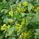 Barberry Root (Berberis vulgaris)